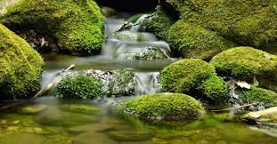nature